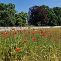 Mohnfeld - Foto: Christoph Lambertz, Bezirk Schwaben
